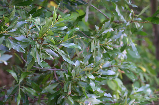 Wax Myrtle - ECO